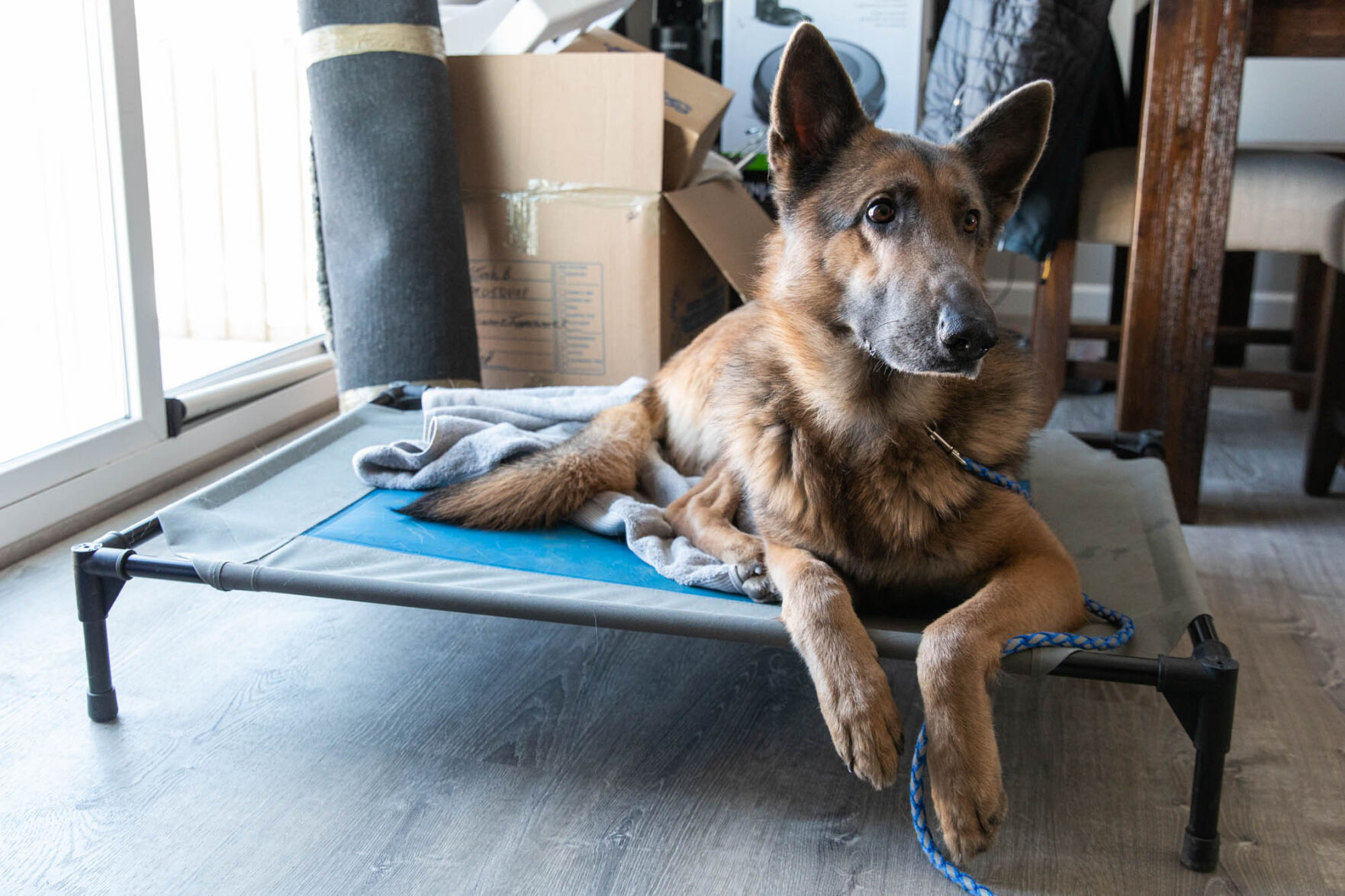 Le chien trouve une maison avec le sauveteur
